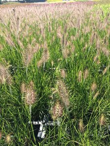 Pennisetum alopecuroides 'Hameln' - afbeelding 29
