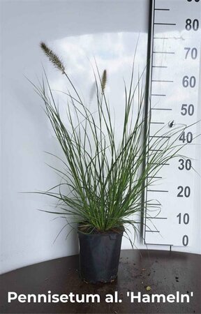 Pennisetum alopecuroides 'Hameln' - afbeelding 19