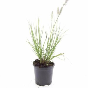 Pennisetum alopecuroides 'Hameln' - afbeelding 15