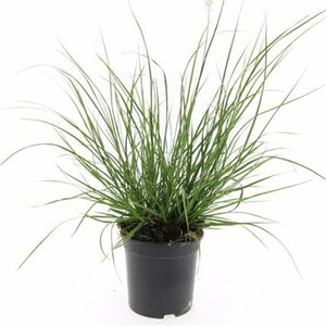 Pennisetum alopecuroides 'Hameln' - afbeelding 2