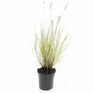 Pennisetum alopecuroides 'Hameln' - afbeelding 5