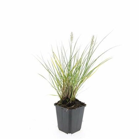 Pennisetum alopecuroides 'Hameln' - afbeelding 22