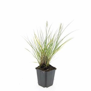 Pennisetum alopecuroides 'Hameln' - afbeelding 22