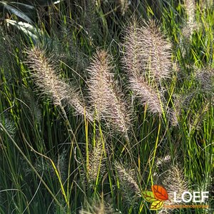 Pennisetum alopecuroides 'Hameln' - afbeelding 18
