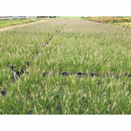 Pennisetum alopecuroides 'Hameln' - afbeelding 31