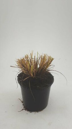 Pennisetum alopecuroides 'Hameln' - afbeelding 17