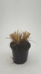 Pennisetum alopecuroides 'Hameln' - afbeelding 17