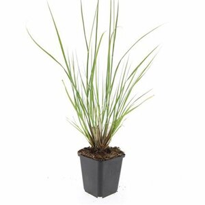 Pennisetum alopecuroides 'Hameln' - afbeelding 25