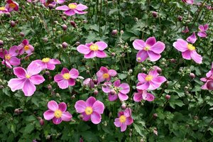 Anemone hybrida 'Hadspen Abundance' P9 - afbeelding 5