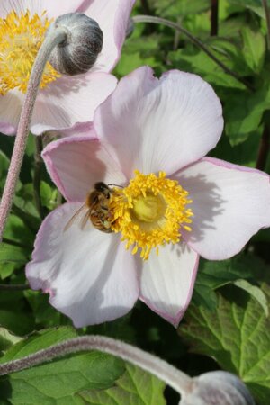 Anemone hybrida 'Hadspen Abundance' P9 - afbeelding 3
