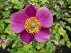 Anemone hybrida 'Hadspen Abundance' P9 - afbeelding 6