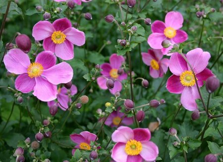 Anemone hybrida 'Hadspen Abundance' P9 - afbeelding 4