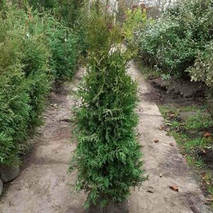 Thuja occidentalis 'Brabant' 175/200 C. - afbeelding 5