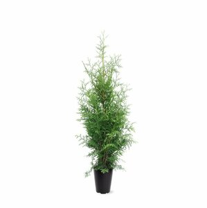 Thuja occidentalis 'Brabant' 175/200 C. - afbeelding 3