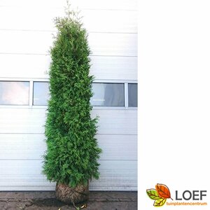 Thuja occidentalis 'Brabant' 175/200 C. - afbeelding 6