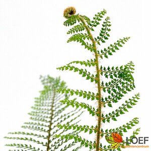 Polystichum setiferum 'Herrenhausen' C2