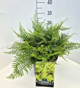 Polystichum setiferum 'Herrenhausen' C2 - afbeelding 7