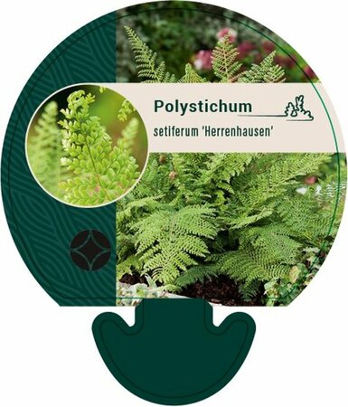 Polystichum setiferum 'Herrenhausen' C2 - afbeelding 5