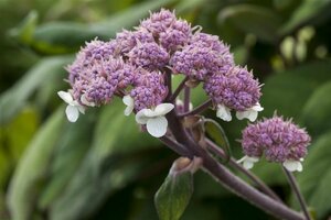 Hydrangea aspera 'Macrophylla' C3