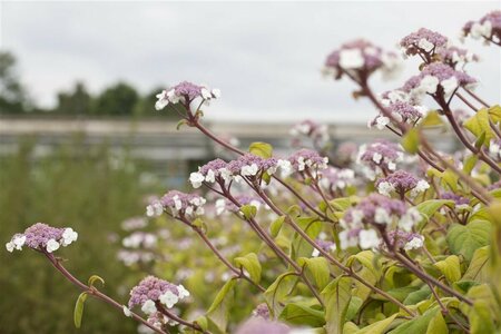 Hydrangea aspera 'Macrophylla' - afbeelding 2