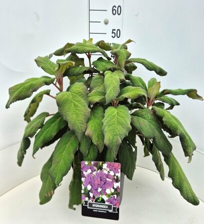 Hydrangea aspera 'Macrophylla' - afbeelding 3