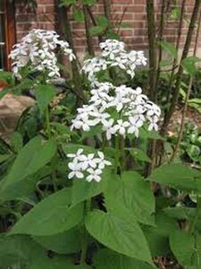 Lunaria rediviva P9 - afbeelding 2
