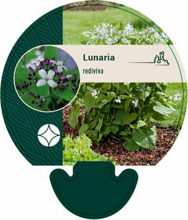 Lunaria rediviva P9
