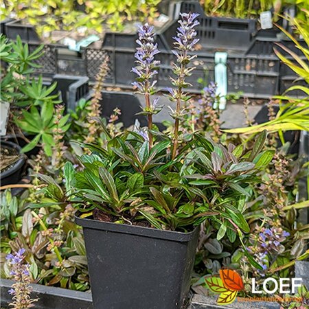 Ajuga reptans 'Chocolate Chips' P9 - afbeelding 3