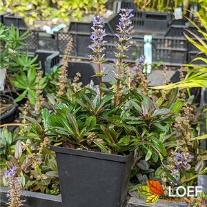 Ajuga reptans 'Chocolate Chips' P9 - afbeelding 3