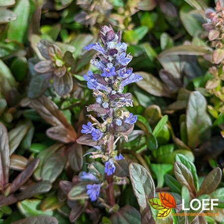 Ajuga reptans 'Chocolate Chips' P9 - afbeelding 2