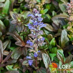 Ajuga reptans 'Chocolate Chips' P9 - afbeelding 2