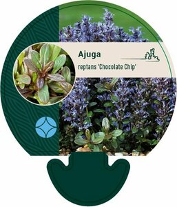Ajuga reptans 'Chocolate Chips' P9