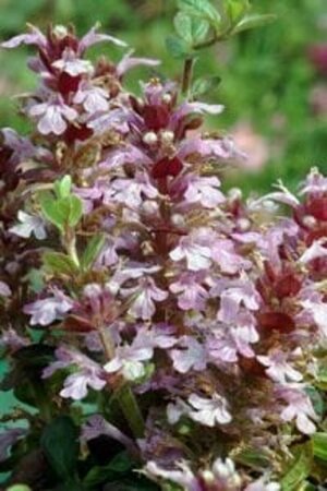 Ajuga reptans 'Rosea' P9 - afbeelding 2
