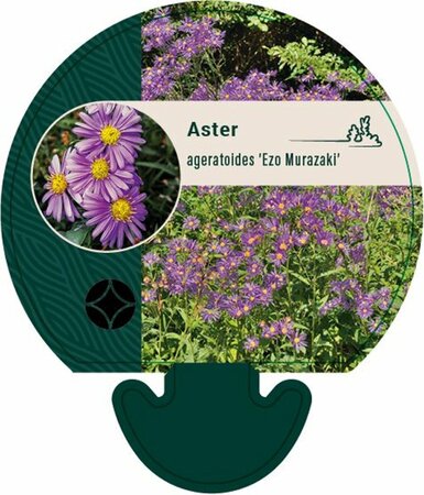 Aster ageratoides 'Ezo Murazaki' P9 - afbeelding 1
