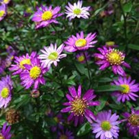 Aster ageratoides 'Ezo Murazaki' P9 - afbeelding 2