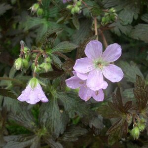 Geranium macul. 'Espresso' P9 - afbeelding 2