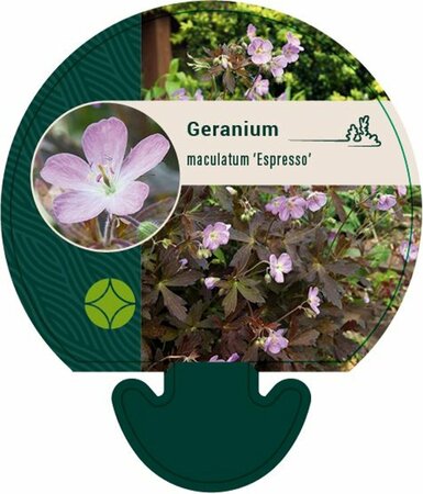 Geranium macul. 'Espresso' P9 - afbeelding 1