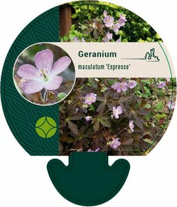 Geranium macul. 'Espresso' P9