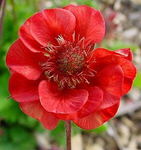 Geum rivale 'Flames of Passion' P9