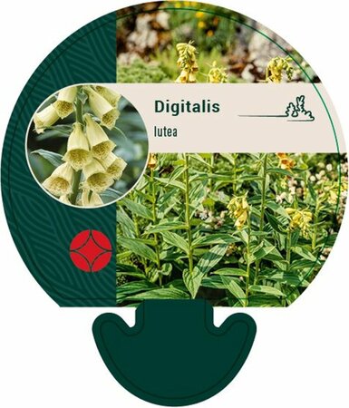 Digitalis lutea P9 - afbeelding 5