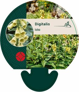 Digitalis lutea P9 - afbeelding 5