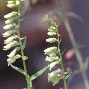 Digitalis lutea P9 - afbeelding 4