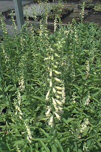 Digitalis lutea P9