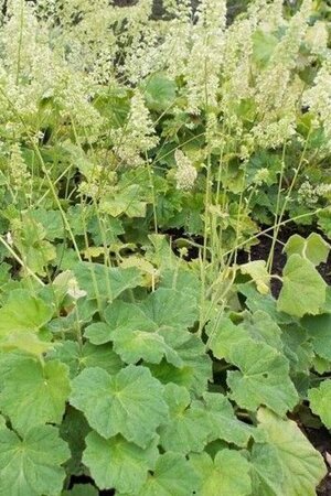 Heuchera villosa macrorrhiza P9 - afbeelding 1
