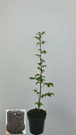 Carpinus betulus ST. 180 12-14 C. Lei - afbeelding 13