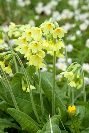 Primula elatior P9 - afbeelding 2