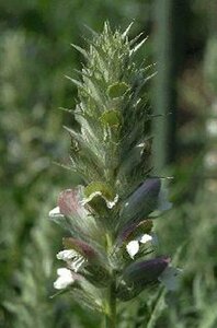 Acanthus spinosus P9