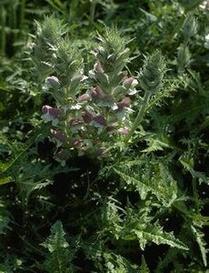 Acanthus spinosus P9 - afbeelding 4