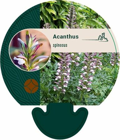 Acanthus spinosus P9 - afbeelding 3