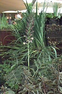 Acanthus spinosus P9 - afbeelding 2